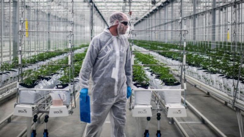 ONU : Le cannabis n'est plus considéré comme un stupéfiant à risque ! 